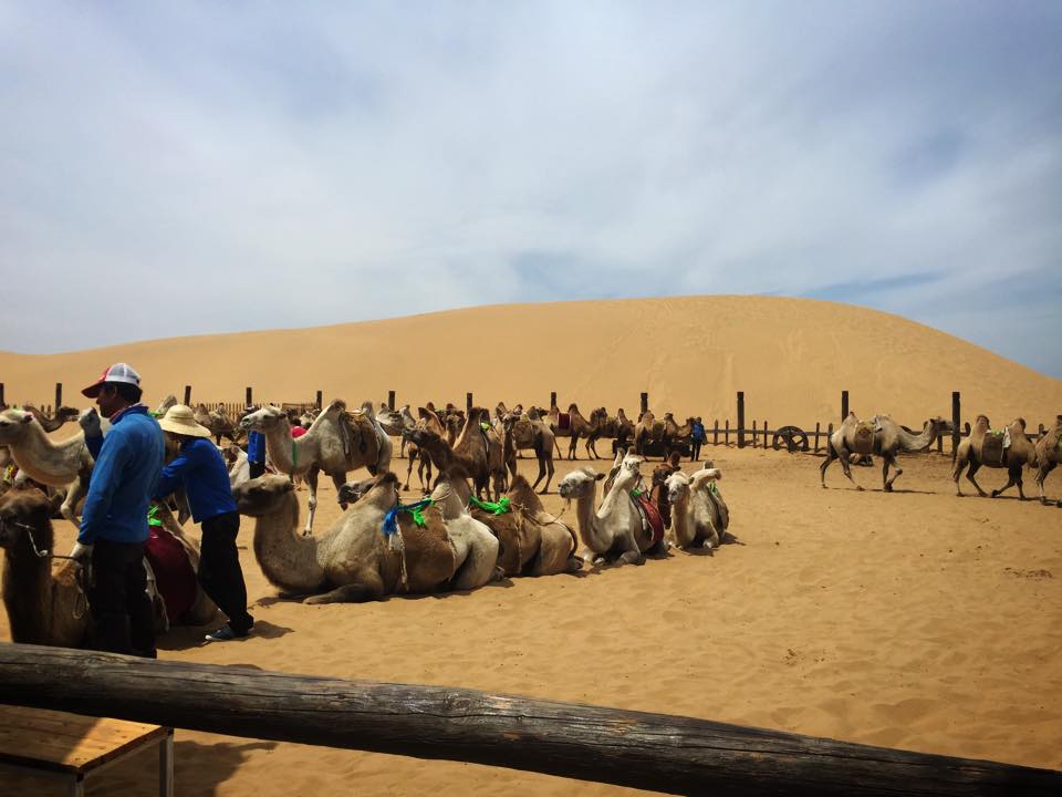 フフホト郊外の砂漠でラクダに乗る